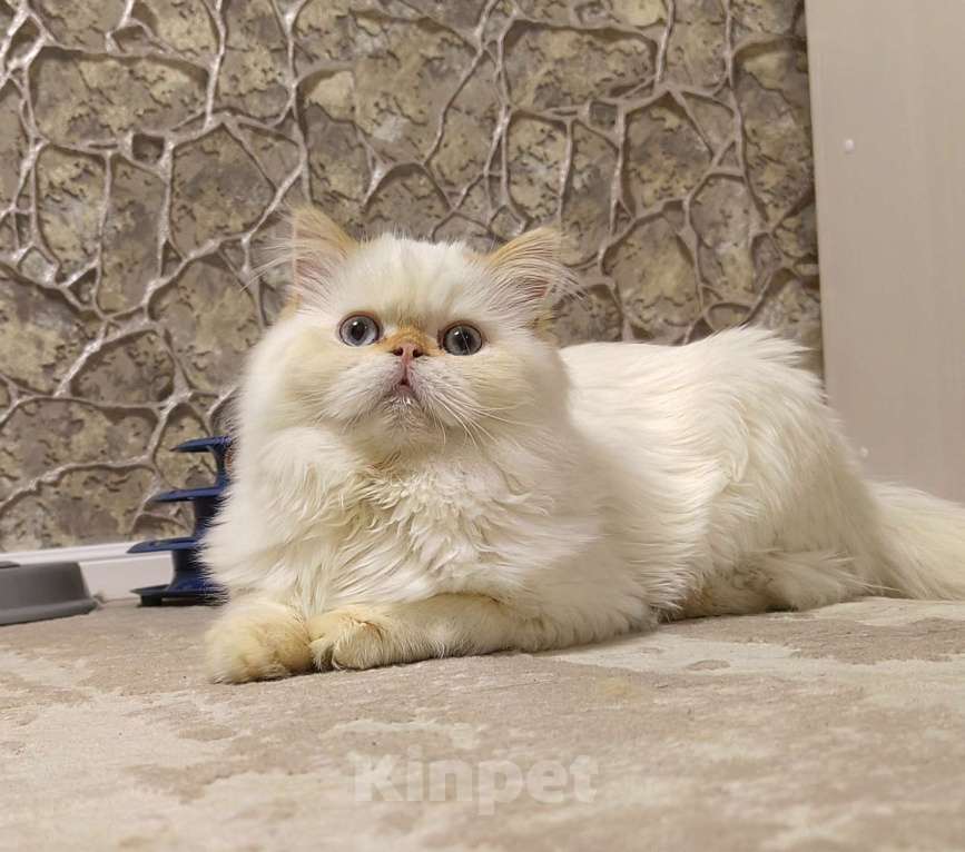 Кошки в Кисловодске: Zephyr Мальчик, 60 000 руб. - фото 9