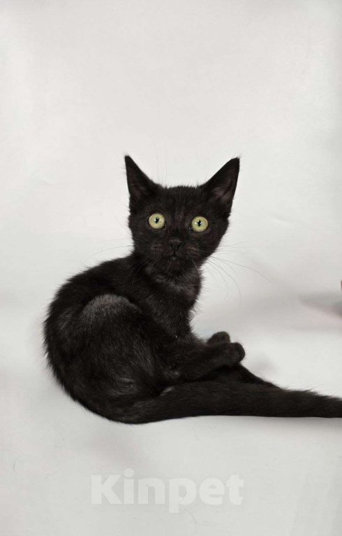 Кошки в Москве: Маленький бандит окраса черный дым ищет семью Мальчик, Бесплатно - фото 3