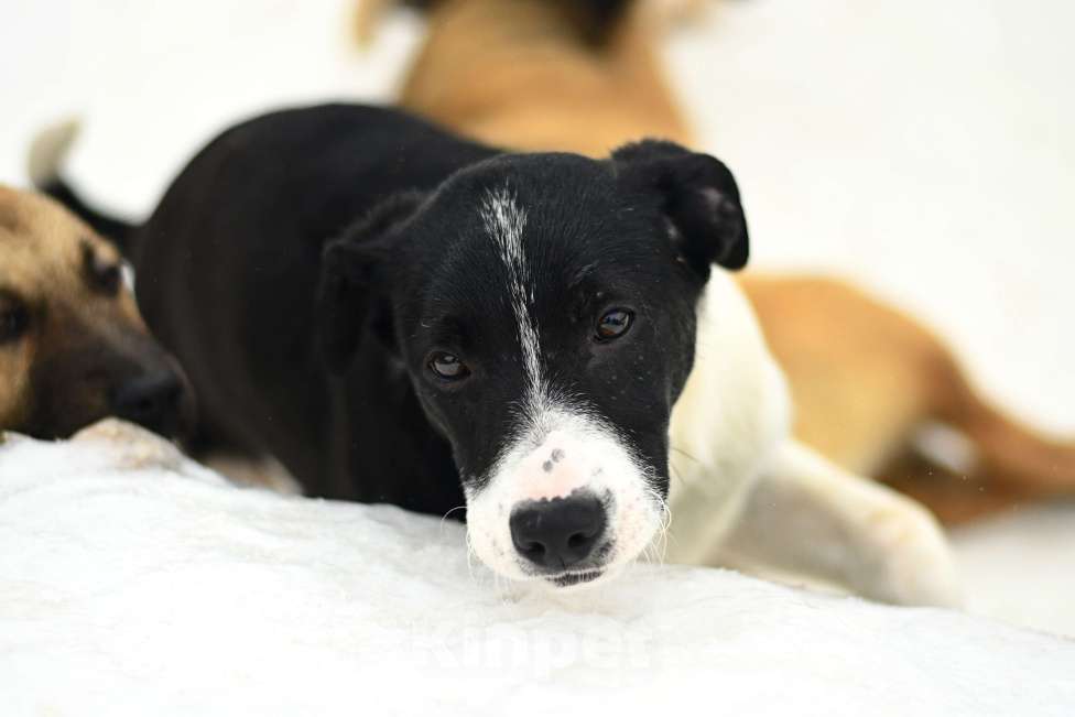 Собаки в Москве: Норд ищет семью Мальчик, Бесплатно - фото 3