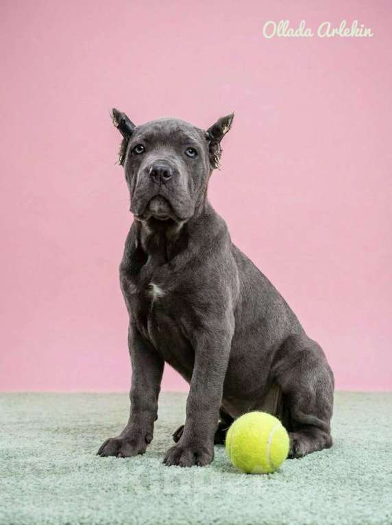 Собаки в Москве: Шикарная серая красота. Девочка, 100 000 руб. - фото 2