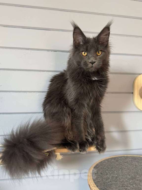 Кошки в Москве: Мейн-кун котёнок Девочка, 35 000 руб. - фото 6