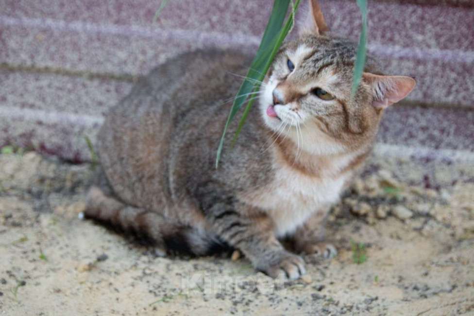 Кошки в Москве: Рыся в поисках дома Девочка, Бесплатно - фото 1