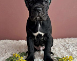 Собаки в Москве: Великолепная чёрная малышка кане корсо. Девочка, 100 000 руб. - фото 1