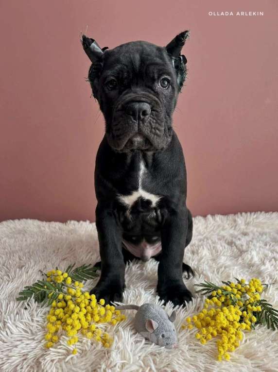 Собаки в Москве: Великолепная чёрная малышка кане корсо. Девочка, 100 000 руб. - фото 1