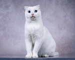 Кошки в Москве: Белая голубоглазая вислоухая кошка Поэзия в дар Девочка, 1 руб. - фото 3