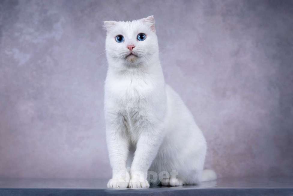 Кошки в Москве: Белая голубоглазая вислоухая кошка Поэзия в дар Девочка, 1 руб. - фото 3