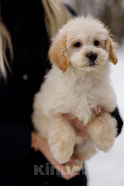 Собаки в Москве: мальтипу Мальчик, 82 000 руб. - фото 1