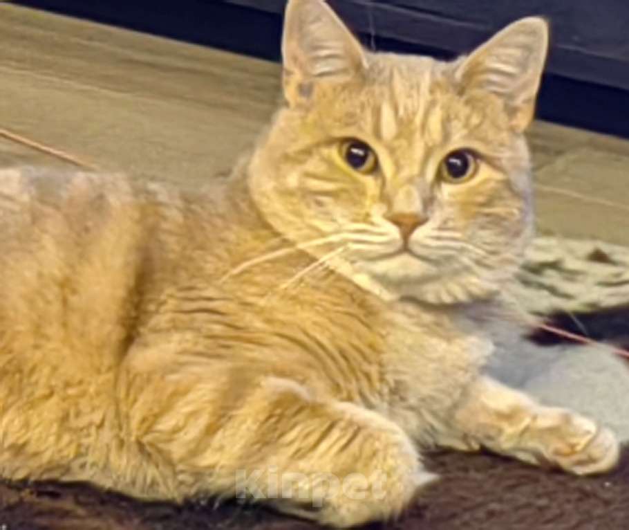 Кошки в Москве: Потерялся кот Мальчик, 25 000 руб. - фото 1