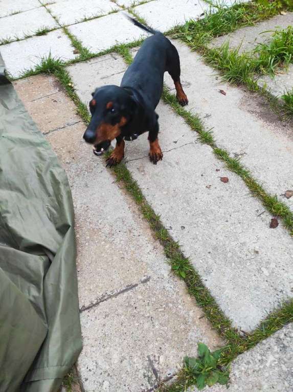 Собаки в Можайске: Найден кобель таксы Мальчик, Бесплатно - фото 2