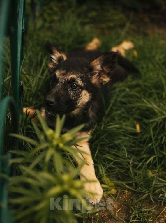 Собаки в Москве: Щеночек помесь с овчаркой Девочка, Бесплатно - фото 5