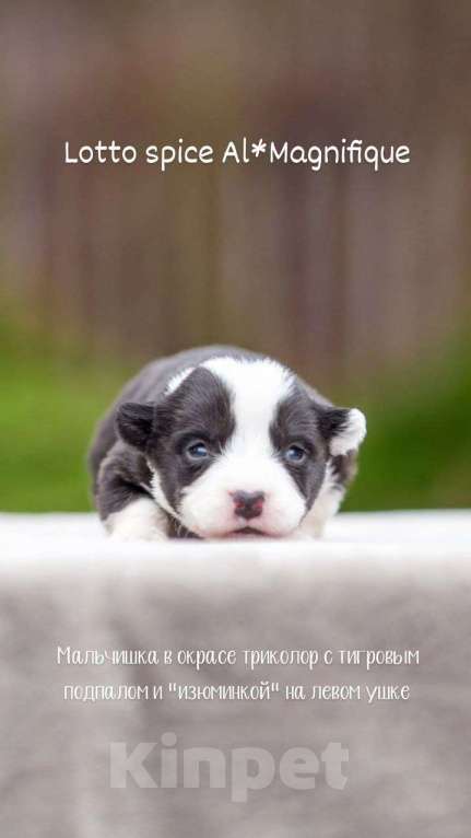 Собаки в Москве: Открыто бронирование Мальчик, Бесплатно - фото 2