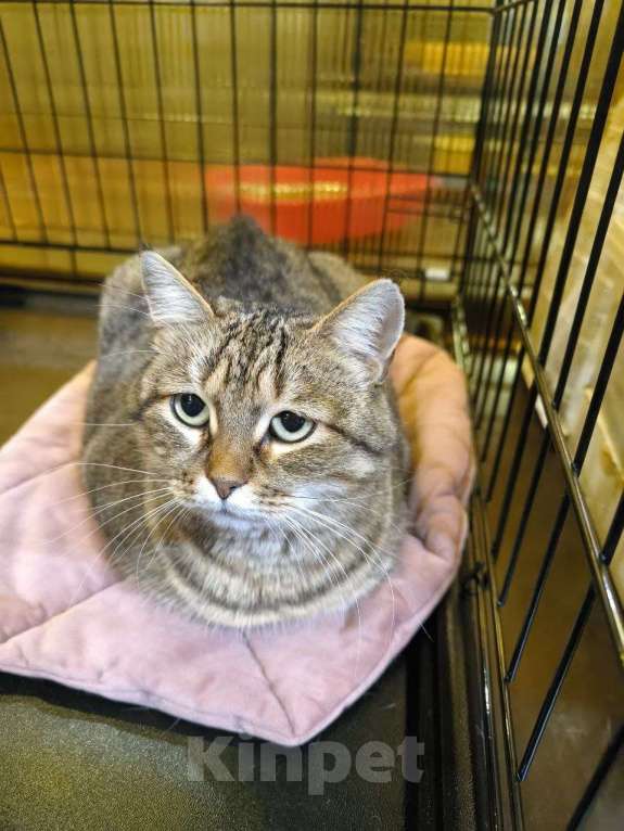 Кошки в Москве: Милейшая кошечка Тирамису Девочка, Бесплатно - фото 2