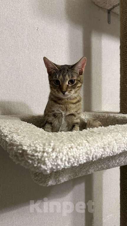 Кошки в Москве: Денежная кошка ищет дом Девочка, Бесплатно - фото 3