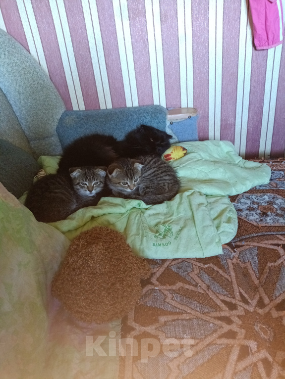 Кошки в Екатеринбурге: Котята,2 месяца,мальчики,от порядочных родителей: мама скоттиш фолд (полосатая), папа скоттиш страйт Мальчик, Бесплатно - фото 1
