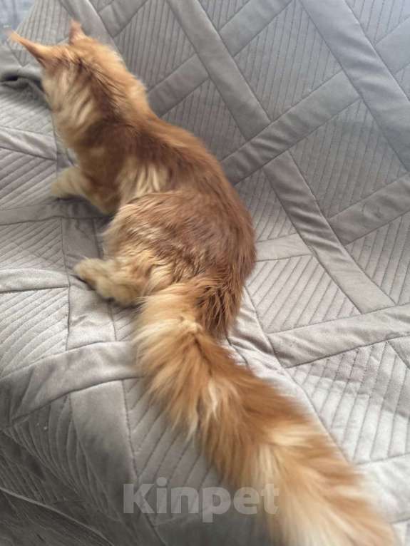 Кошки в Москве: Котёнок мейн-кун Мальчик, 65 000 руб. - фото 4