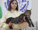 Кошки в Москве: Мейн кун Девочка, 65 000 руб. - фото 1