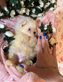 Супер микро 1кг