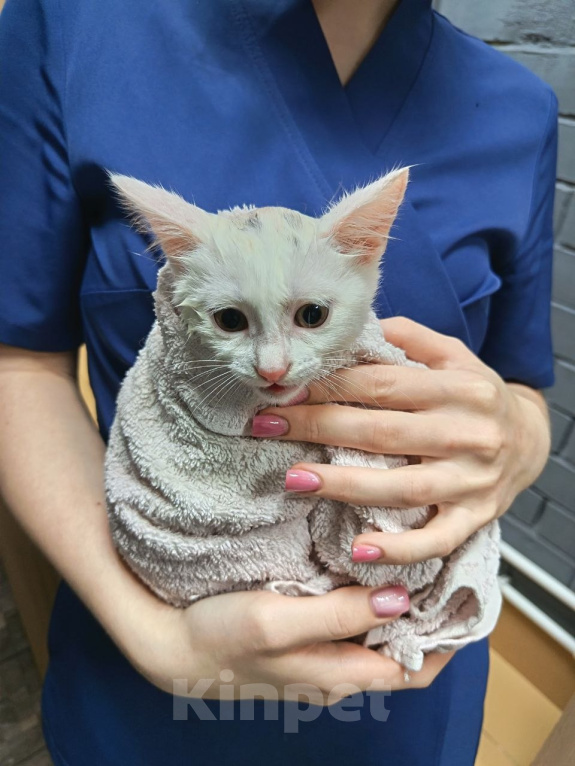 Кошки в Королеве: Шпунька в добрые руки Девочка, Бесплатно - фото 3