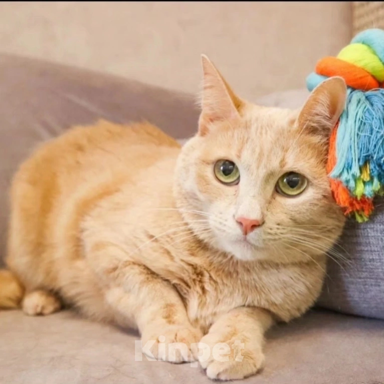 Кошки в Москве: Грустного рыжика никто не забирает Мальчик, Бесплатно - фото 2