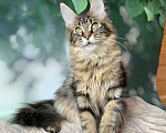 Кошки в Санкт-Петербурге: Котёнок мейн кун. Кошечка чёрного мраморного окраса. Девочка, 20 000 руб. - фото 1