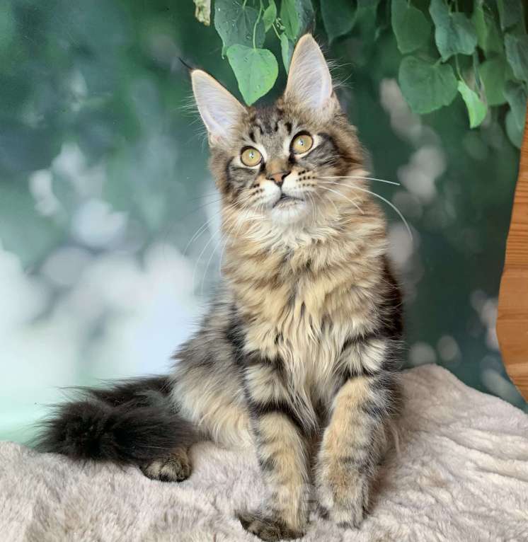 Кошки в Санкт-Петербурге: Котёнок мейн кун. Кошечка чёрного мраморного окраса. Девочка, 20 000 руб. - фото 1