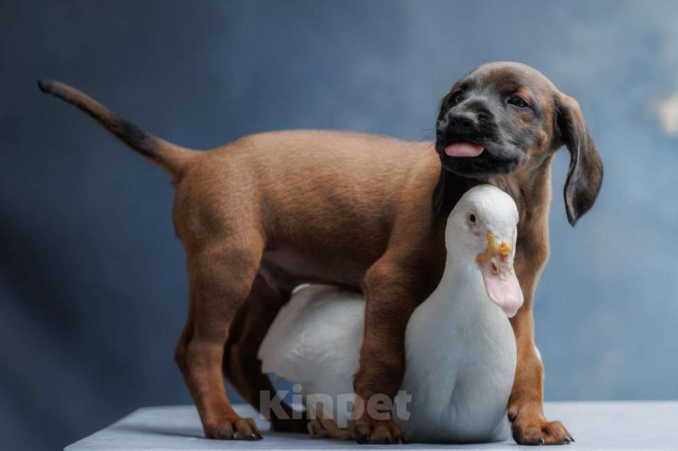 Собаки в Мурином: Щенки баварской гончей Мальчик, 100 000 руб. - фото 5