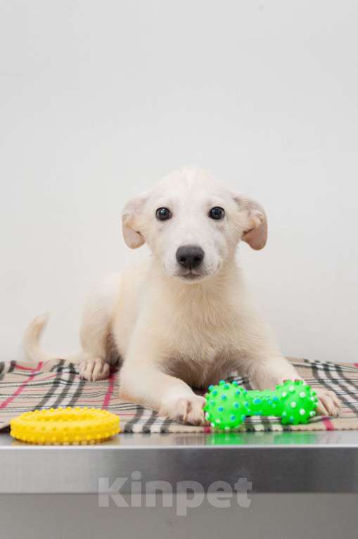 Собаки в Москве: Щеночки  ищут  дом  Девочка, Бесплатно - фото 4