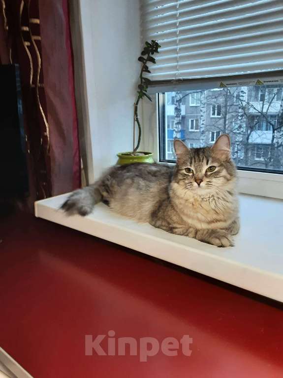 Кошки в Орле: Отдам кошечку в добрые руки Девочка, Бесплатно - фото 6