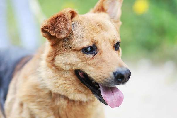 Собаки в Москве: Трезор Мальчик, Бесплатно - фото 3