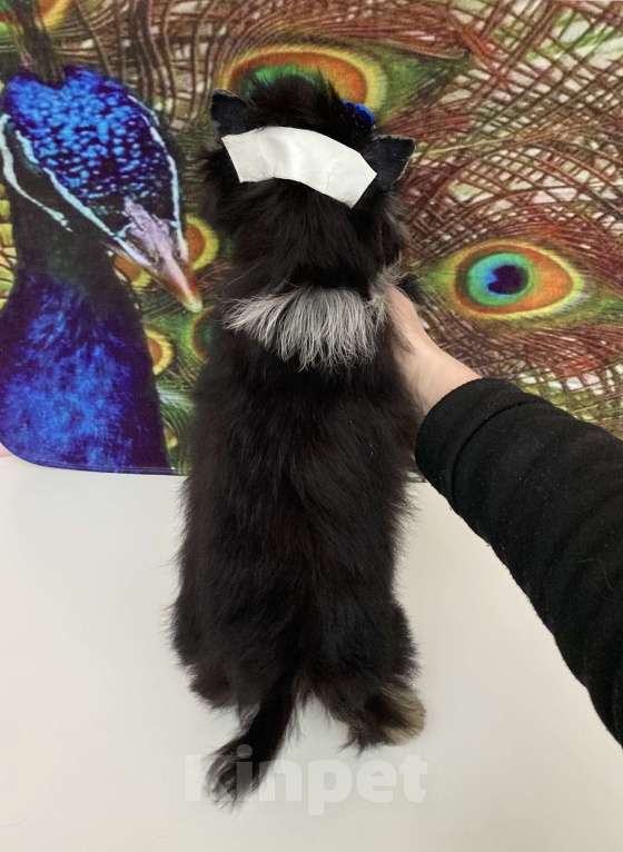 Собаки в Москве: Чёрный йорк стандарт девочка бэби фейс Девочка, 70 000 руб. - фото 7