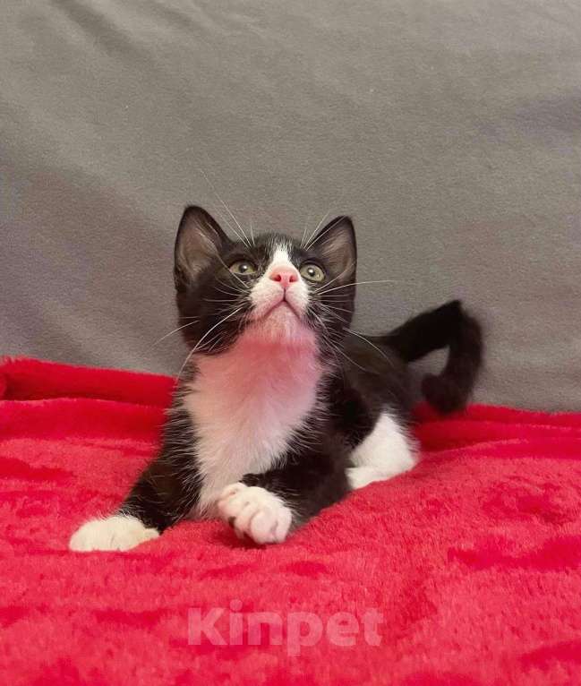 Кошки в Санкт-Петербурге: Милая Асенька с трогательной мордашкой Девочка, Бесплатно - фото 1