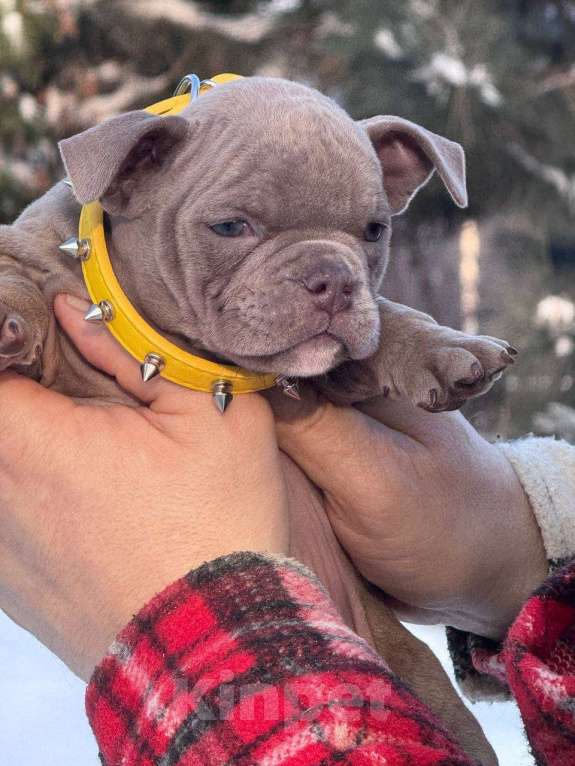 Собаки в Москве: Американский булли девочка Девочка, 80 000 руб. - фото 2