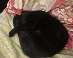 Кошки в Нижнем Новгороде: Котёнок в добрые руки Девочка, Бесплатно - фото 2