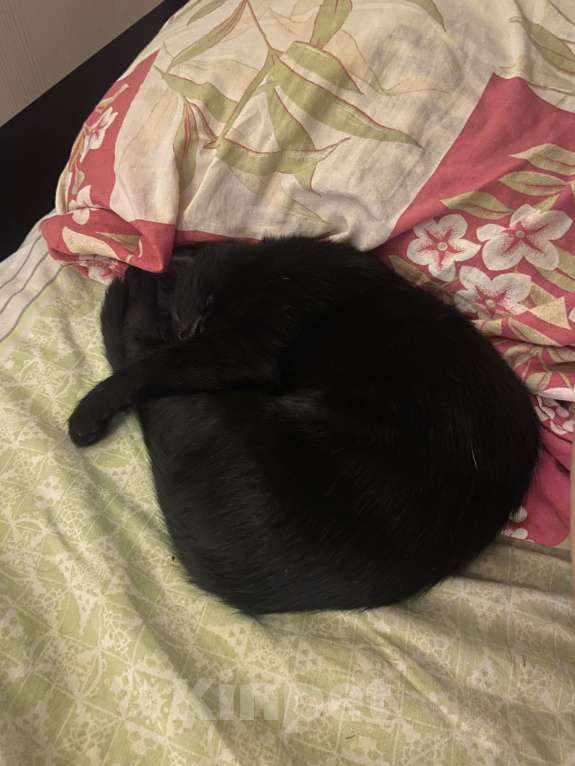 Кошки в Нижнем Новгороде: Котёнок в добрые руки Девочка, Бесплатно - фото 2