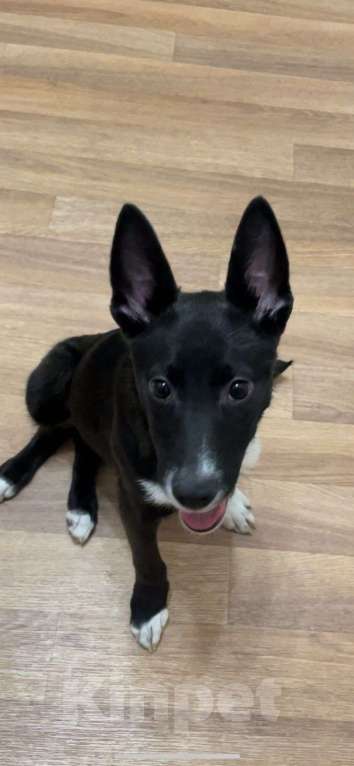 Собаки в Тюмени: Щенок в добрые руки Девочка, Бесплатно - фото 2