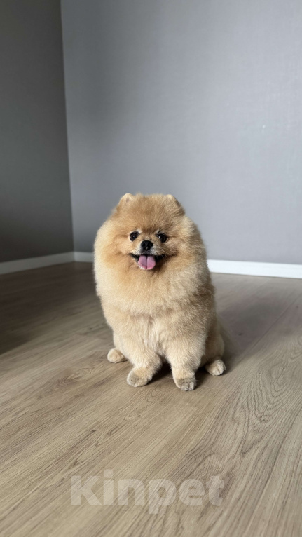 Собаки в Санкт-Петербурге: Шпиц Элвис ищет подругу для вязки Мальчик, 1 руб. - фото 1