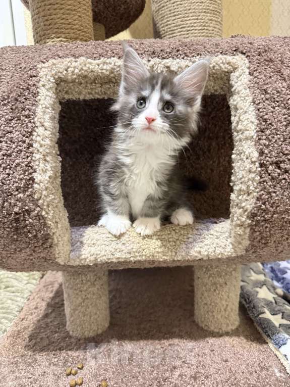 Кошки в Москве: Котенок Мейн Кун Девочка, Бесплатно - фото 3