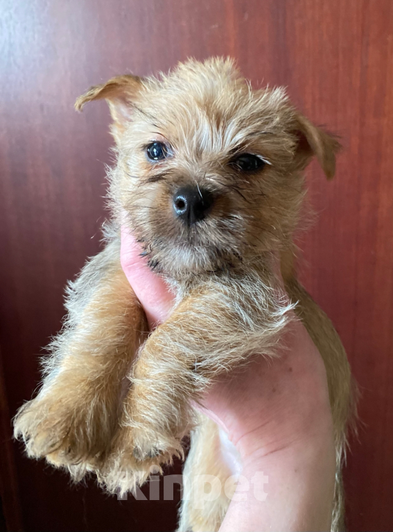 Собаки в Москве: Щенки норвич терьер Разнополые, Бесплатно - фото 5