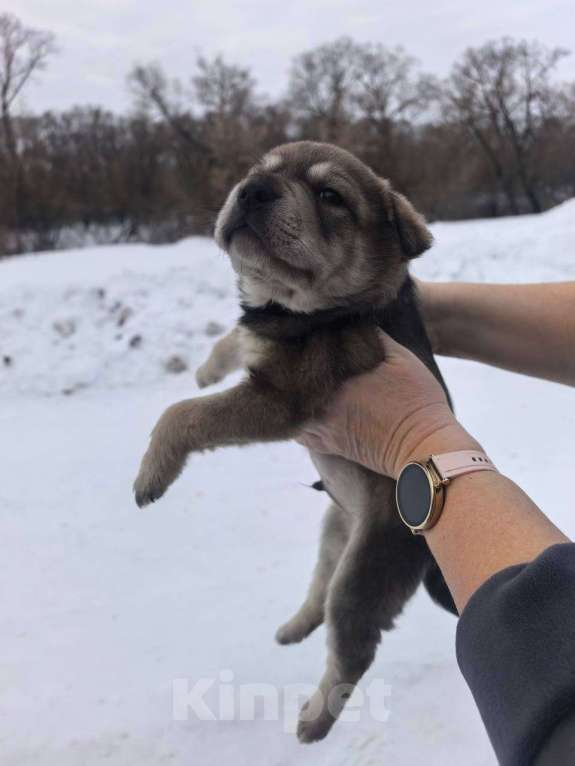 Собаки в Лебедяни: В добрые руки Мальчик, Бесплатно - фото 7