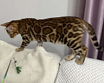 Кошки в других городах Московской области: Бенгальская Кошечка Браун, носитель снега Девочка, 97 000 руб. - фото 6