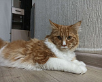 Кошки в Челябинске: Отдам Мальчик, 100 руб. - фото 1