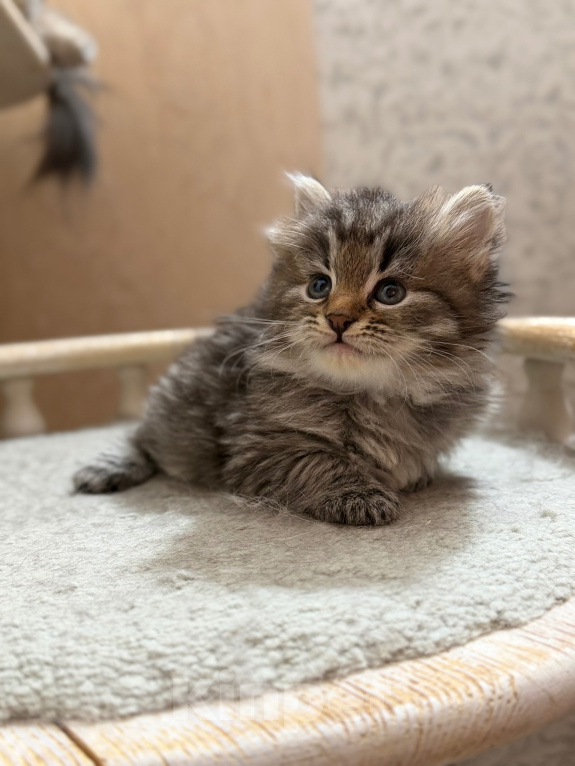 Кошки в Санкт-Петербурге: Сибирский котёнок Девочка, 50 000 руб. - фото 7