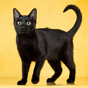 Чёрная кошечка в добрые руки 