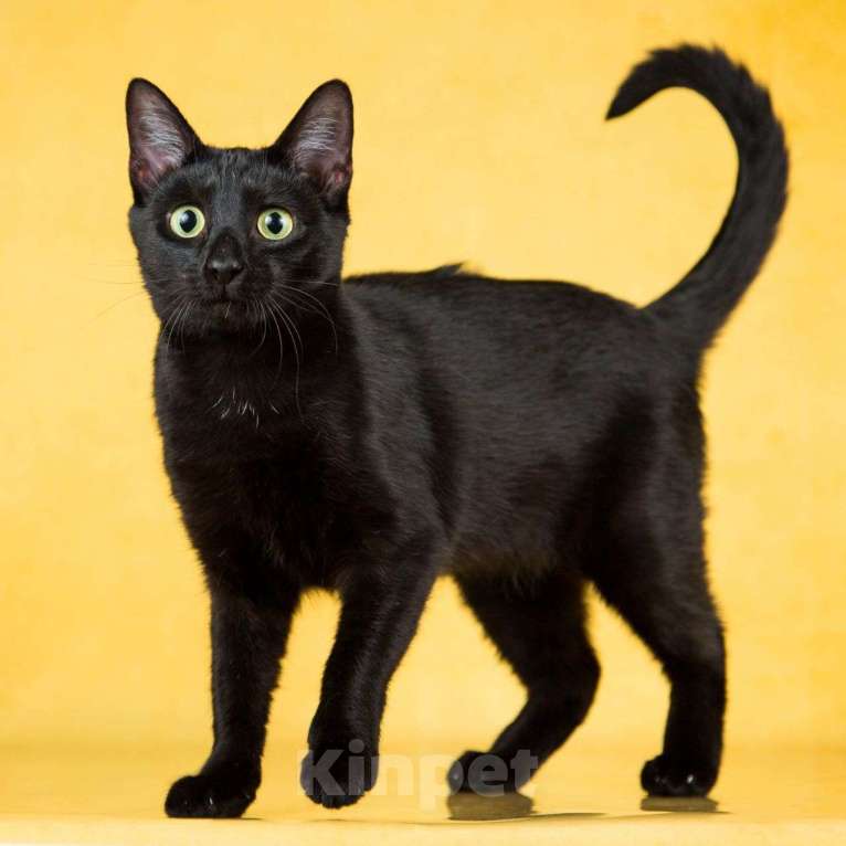 Кошки в Москве: Чёрная кошечка в добрые руки  Девочка, Бесплатно - фото 1