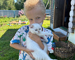 Кошки в Чебоксарах: Котик Мальчик, 20 000 руб. - фото 1