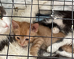 Кошки в Пензе: Котята в добрые руки, Бесплатно - фото 5