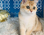 Кошки в Санкт-Петербурге: девочка Девочка, 40 000 руб. - фото 1
