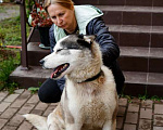 Собаки в Москве: Голубоглазый хаски Вольт в добрые руки Мальчик, 1 руб. - фото 4