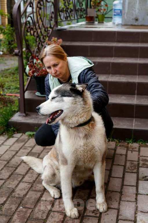 Собаки в Москве: Голубоглазый хаски Вольт в добрые руки Мальчик, 1 руб. - фото 4