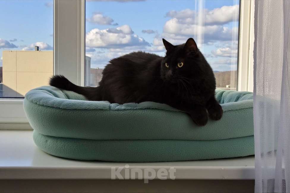 Кошки в Москве: Котик Найт в добрые руки Мальчик, 300 руб. - фото 4